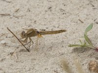 Crocothemis erythraea 21, Vuurlibel, Saxifraga-Willem van Kruijsbergen