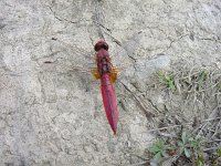 Crocothemis erythraea 4, Vuurlibel, male, Saxifraga-Willem Jan Hoeffnagel