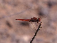 Crocothemis erythraea 7, Vuurlibel, Vlinderstichting-Ben Prius