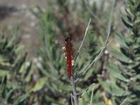 Crocothemis erythraea 8, Vuurlibel, Vlinderstichting-Kars Veling