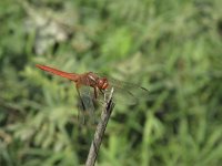 Crocothemis servilia 1, Saxifraga-Rob Felix : Animalia, Arthropoda, Insecta, Odonata, animal, arthropod, dargonfly, dier, dieren, geleedpotige, geleedpotigen, insect, insecten, juffer, libel, libellen