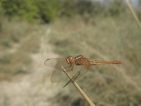 Crocothemis servilia 2, Saxifraga-Rob Felix : Animalia, Arthropoda, Insecta, Odonata, animal, arthropod, dargonfly, dier, dieren, geleedpotige, geleedpotigen, insect, insecten, juffer, libel, libellen