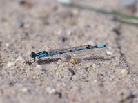 Enallagma cyathigerum 11, Watersnuffel, male, Vlinderstichting-Antoin van der Heijden