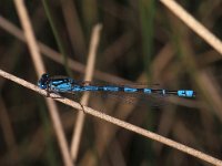 Enallagma cyathigerum 17, Watersnuffel, Vlinderstichting-Ben Prius