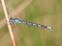 Enallagma cyathigerum 18, Watersnuffel, Vlinderstichting-Tim Termaat