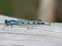 Enallagma cyathigerum 21, Watersnuffel, Vlinderstichting-Tim Termaat