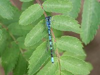 Enallagma cyathigerum 22, Watersnuffel, Vlinderstichting-Tim Termaat