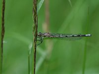 Enallagma cyathigerum 25, Watersnuffel, Vlinderstichting-Jaap Bouwman