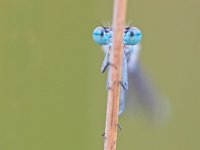 Enallagma cyathigerum common blue damselfly  frontal view of resting dragonfly : Bug, Common Blue Damselfly, Damselfly, Enallagma, Enallagma cyathigerum, Netherlands, blue, bugs, close, close up, close-up, closeup, common, cyathigerum, dragonfies, dragonfly, dutch, eye, eyes, fly, flying, front, frontal, garden, green, helicopter, insect, insects, lace, leaf, leaves, lepidoptera, macro, natural, nature, odonata, park, pattern, pest, plant, red, spring, springtime, summer, tail, twig, up, wing, wings