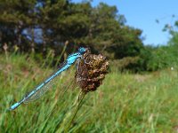 Enallagma cyathigerum 9, Watersnuffel, male, Saxifraga-Mark Zekhuis