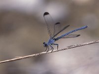 Epallage fatime 1, Orientjuffer, male, Vlinderstichting-Antoin van der Heijden