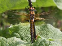 Epitheca bimaculata