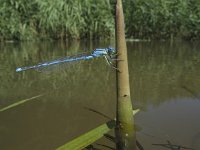 Erythromma lindenii, Marked Damselfly