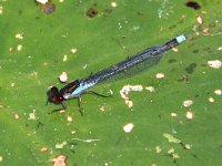 Erythromma najas 20, Grote Roodoogjuffer, Saxifraga-Henk Baptist