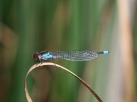 Erythromma najas 9, Grote roodoogjuffer, male, Vlinderstichting-Tim Termaat