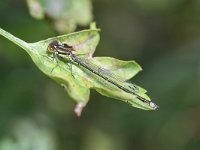 Erythromma viridulum 1, Kleine roodoogjuffer, Vlinderstichting-Tim Termaat