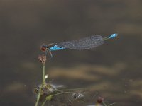 Erythromma viridulum 4, Kleine roodoogjuffer, male, Saxifraga-Luc Hoogenstein