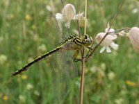 Gomphus flavipes 3, Rivierrombout, Saxifraga-Jan Willem Jongepier