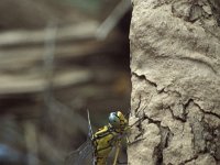 Gomphus graslinii, Pronged Clubtail