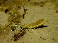 Gomphus pulchellus, Western Club-tailed Dragonfly