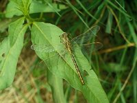 Gomphus pulchellus 3, Plasrombout, Saxifraga-Robert Ketelaar