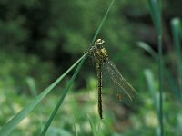 Gomphus pulchellus 6, Plasrombout, Vlinderstichting-Kars Veling