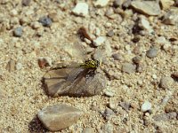 Gomphus simillimus, Yellow Club-tailed Dragonfly