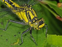 Gomphus vulgatissimus 10, Beekrombout, female, Saxifraga-Ab H Baas