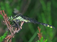 Gomphus vulgatissimus 13, Beekrombout, Saxifraga-Ab H Baas