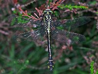 441N_13C, Beekrombout-M- : Beekrombout, Gomphus vulgatissimus, male