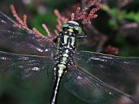 441N_14C, Beekrombout-M- : Beekrombout, Gomphus vulgatissimus, male