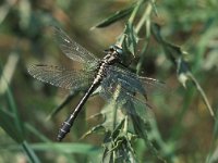 Gomphus vulgatissimus 7, Beekrombout, male, Vlinderstichting-Antoin van der Heijden