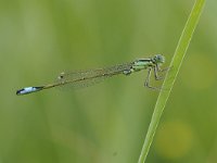 Ischnura elegans 49, Lantaarntje, Saxifraga-Luuk Vermeer