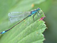 Ischnura elegans 81, Lantaarntje, Saxifraga-Tom Heijnen