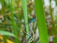 Ischnura pumilio 17, Tengere grasjuffer, Saxifraga-Ben Delbaere