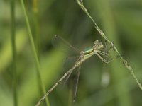 Lestes barbarus 10, Zwervende pantserjuffer, Saxifraga-Willem van Kruijsbergen