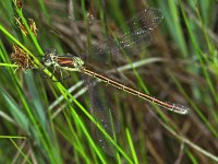 350_35A, Tangpantserjuffer : Tangpantserjuffer, Emerald Spreadwing, Lestes dryas, female