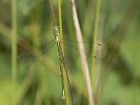 Lestes virens 26, Tengere pantserjuffer, female, Saxifraga-Willem van Kruijsbergen