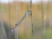 Lestes virens 29, Tengere pantserjuffer, Saxifraga-Luuk Vermeer