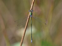 Lestes virens 36, Tengere pantserjuffer, Saxifraga-Luuk Vermeer
