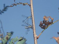Lestes viridis 6, Houtpantserjuffer, tandem laying eggs, Vlinderstichting-Antoin van der Heijden