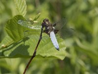 Libellula depressa 48, Platbuik, Saxifraga-Willem van Kruijsbergen