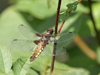 Libellula depressa 55, Platbuik, Saxifraga-Tom Heijnen