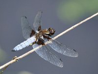 Libellula depressa 56, Platbuik, Saxifraga-Tom Heijnen