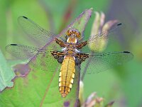 Libellula depressa 61, Platbuik, Saxifraga-Tom Heijnen