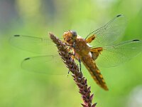 Libellula depressa 62, Platbuik, Saxifraga-Tom Heijnen