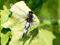 Libellula fulva 34, Bruine korenbout, Saxifraga-Bart Vastenhouw