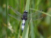 Libellula fulva 35, Bruine korenbout, Saxifraga-Bart Vastenhouw