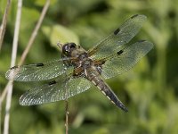 Libellula quadrimaculata 64, Viervlek, Saxifraga-Willem van Kruijsbergen