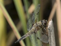 Libellula quadrimaculata 65, Viervlek, Saxifraga-Willem van Kruijsbergen